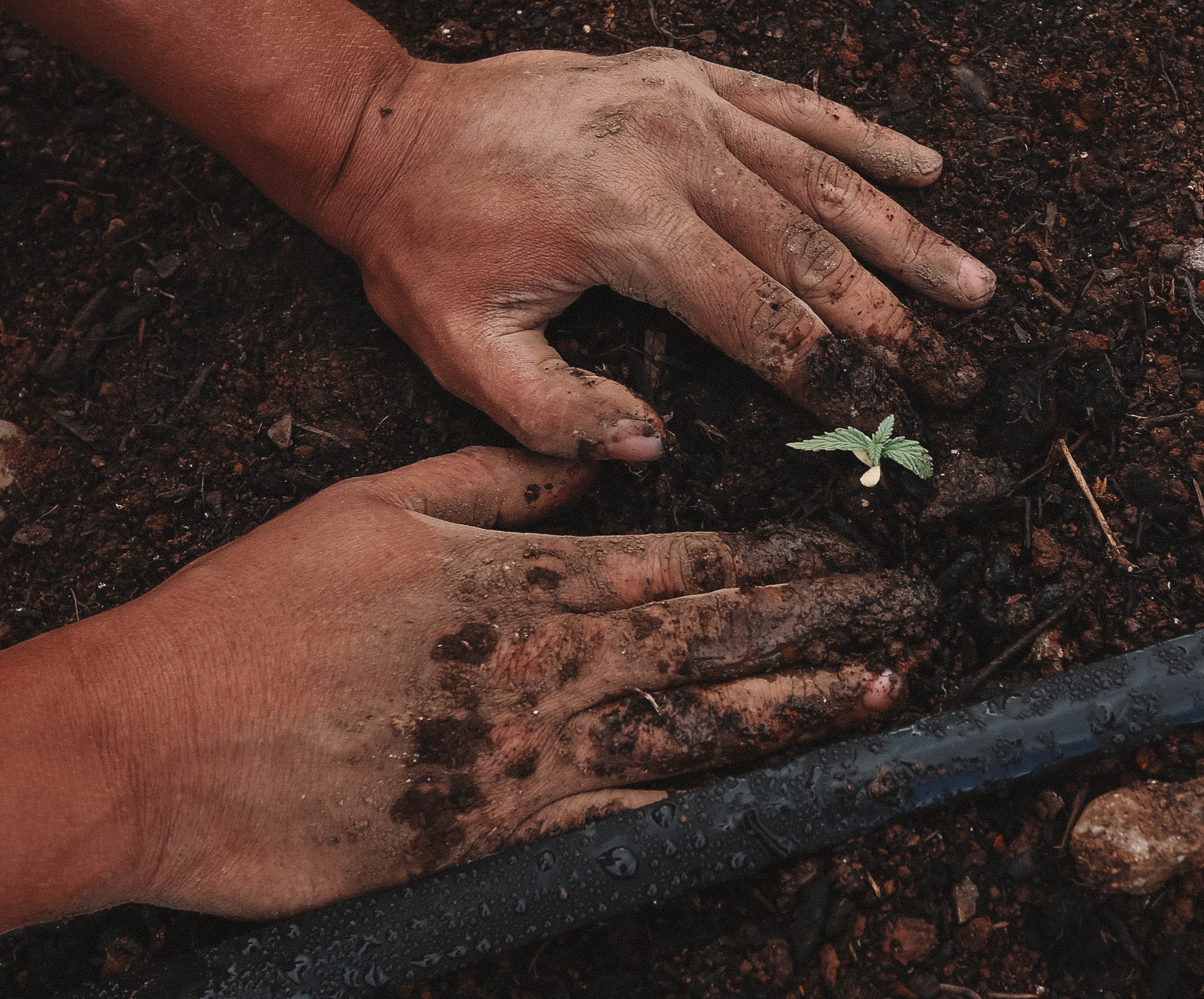 Hands planting a seedling with drip irrigation — FGM field operations