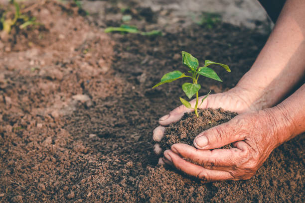 FGM Movement plant distribution and restoration resources